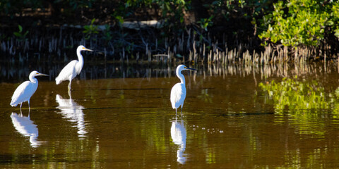 A group of beautiful white Great Egrets walking between mangroves during low tide in search for food. Magnetic Island, Queensland, Australia. Birds of Australia