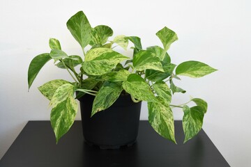Marble queen pothos houseplant (Epipremnum aureum), a large plant in a black pot. Isolated on a...