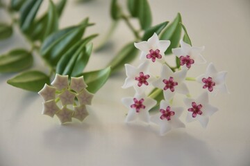 Hoya bella bloom, white and pink flower, with a bud, on a green vine. Close up on a white background.