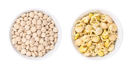 Dried sweet lupin beans and fresh sprouts, in white bowls. Lupinus albus, also known as field...