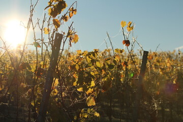 Weinberg 12