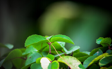 green nature background 
