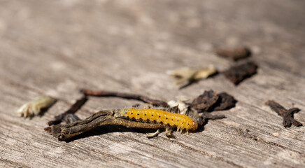 Cladius grandis. Tenthredinidae is the largest family of sawflies. Sawflies are the insects of the...