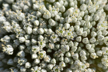 Close-up of leek plant flower.