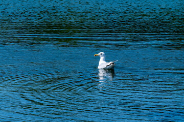One white gull on the surface of the water. A bird in the wild.