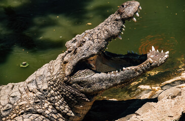 Portrait of Nile crocodile open a huge jaw with big teeth drying a mouth after the good lunch. La Vanille Nature Park zoo on Mauritius island. Beauty in Nature concept photo.