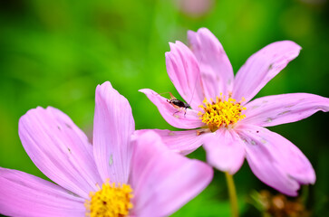 Obraz premium green nature background 