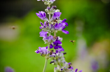green nature background 