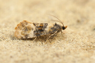 Closeup on the small Cochylis nana tortricid leafrolled moth , Cochylis nana, a plant parasite