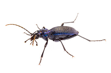 Carabus intricatus, the blue ground beetle, is a species of ground beetle living in Europe