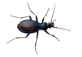 Carabus intricatus, the blue ground beetle, is a species of ground beetle living in Europe