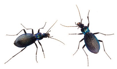 Carabus intricatus, the blue ground beetle, is a species of ground beetle living in Europe
