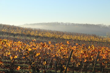 Frühnebel 1