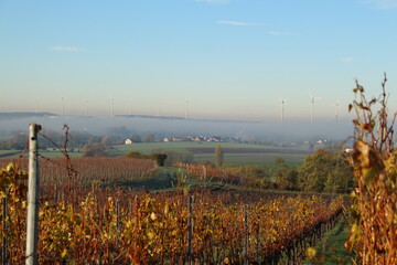 Frühnebel 2