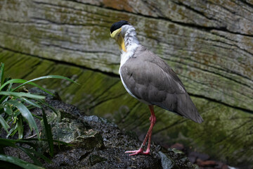 Close up beautiful white bird with a large yellow wattle across forehead and hanging over the bill , Masked Lapwing (Vanellus miles)