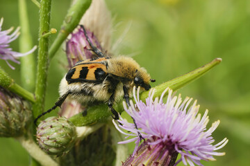 Close-up of a Smoothbarred Paintbrush Beetle, Trichius zonatus , perched on a purple thistle flower in the garden