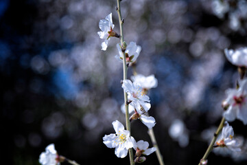 almendro en flor con ramas con flores en un fondo difuminado oscuro y azul para que destaquen las flores blancas