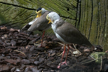 Close up beautiful white bird with a large yellow wattle across forehead and hanging over the bill , Masked Lapwing (Vanellus miles)