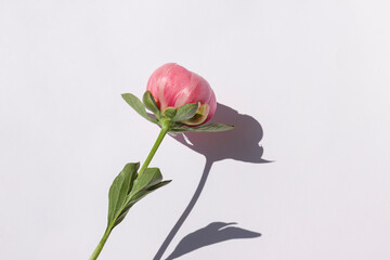 Fresh pink peony flower on the white background. 