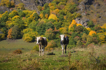 Naklejka na ściany i meble Close-up of two cows standing on a green field overlooking the autumn forest