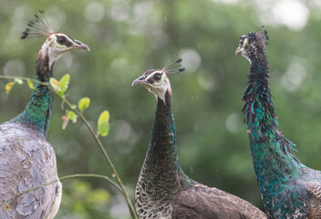 Three birds perched on a branch on a rainy day; Peahens on a branch wet due to rain; Peafowl from...