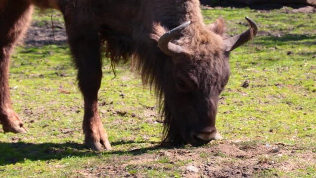 Close-up on a bison that eats grass. The zubr or European bison is a species of animal in the genus bison.