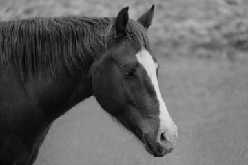 Sleepy horse getting shut eye during winter in black and white with pond water background on farm.