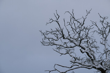 Snow on branches of post oak tree in Texas during winter season weather, copy space on sky background.