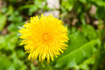 Bright yellow dandelion flower against green grass background.