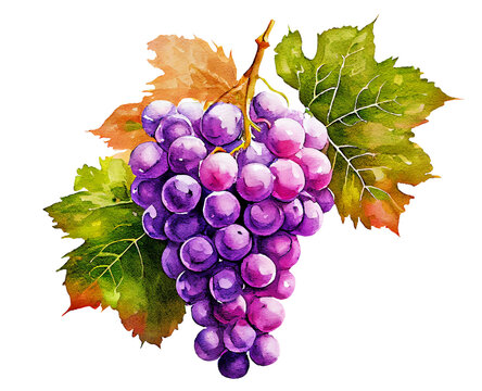 Grape branches watercolor illustration isolated on transparent background