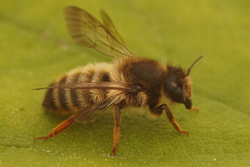 Closeup on a Mediteranean leafcutter bee, Megachile pyrenaica, with it's typical red hind leg