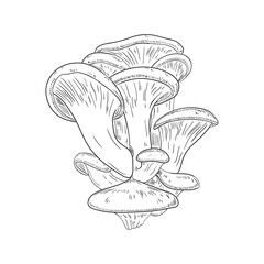 Vector illustration of black line oyster mushrooms isolated on white background