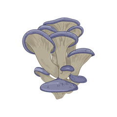 Vector illustration of oyster mushrooms isolated on white background