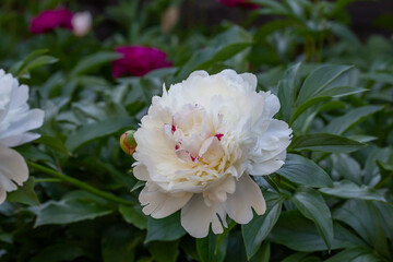Obraz premium Blossom white peony flower on a summer sunny day macro photography. Garden fluffy peony with white petals in the summer close-up photo. Big paeony flower on a green background nature wallpaper.