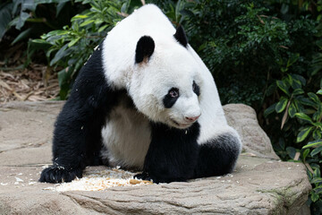 Close up Male Panda, Kai Kai, River Wonders, Singapore