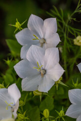 Blossom white bellflower in springtime macro photography. Garden campanula with white petals in summertime close-up photo. Convallaria majalis floral background.