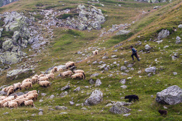 Pure nature in Romania