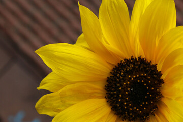 sunflower in the garden