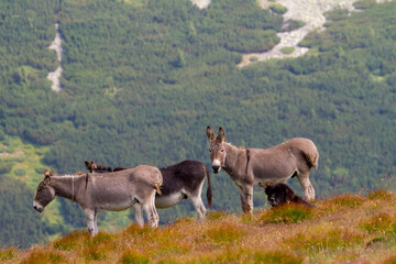 Pure nature in Romania
