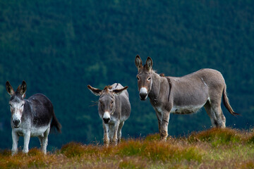 Donkeys in the mountains, Romania
