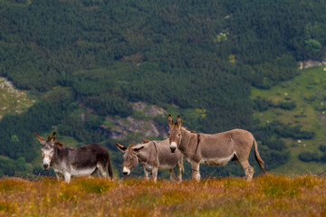 Naklejka na ściany i meble Donkeys in the mountains, Romania