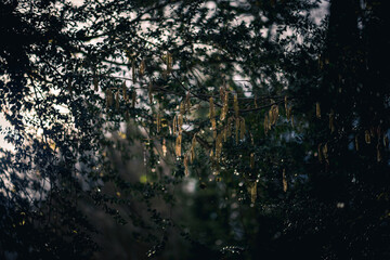 winter mood in nature