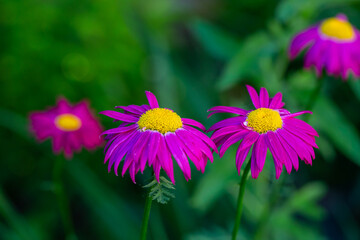 Fototapeta premium Blooming pink Pyrethrum flower on a green background in summer macro photography. Garden daisy flower with red petals closeup photo on a sunny day. 