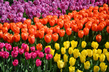 Colorful tulips flowers background. Keukenhof garden, Netherlands.