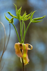 New leaves of shagbark hickory emerging, with long bud scales.