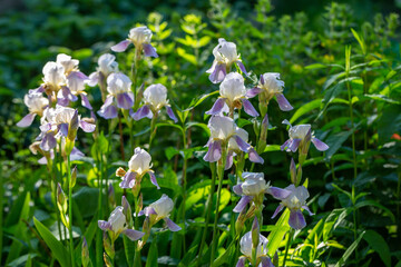 Big white purple iris on a sunny summer day macro photography. A group of blooming lilac irises in the sunset light.