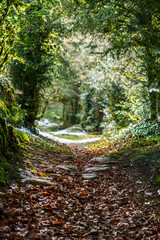 mountain footpath in winter
