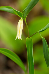 Nodding flower of wild oats in Goodwin State Forest, Connecticut.