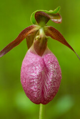 Naklejka na ściany i meble Pink lady's slipper in bloom at Goodwin State Forest, Connecticut.