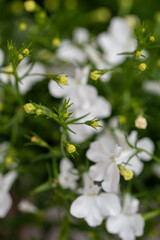 Flowers in the country. Nature and beautiful colors. Tulips. Landscape at the cottage. Favorite garden.